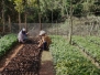 Producción de Cacao Orgánico en Fondo Grande