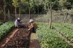 Vivero de cacao en Fondo grande